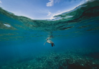 海龟白天在水下游泳